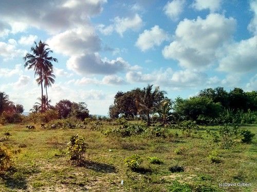 Turn Left At The Tamarind Tree 1